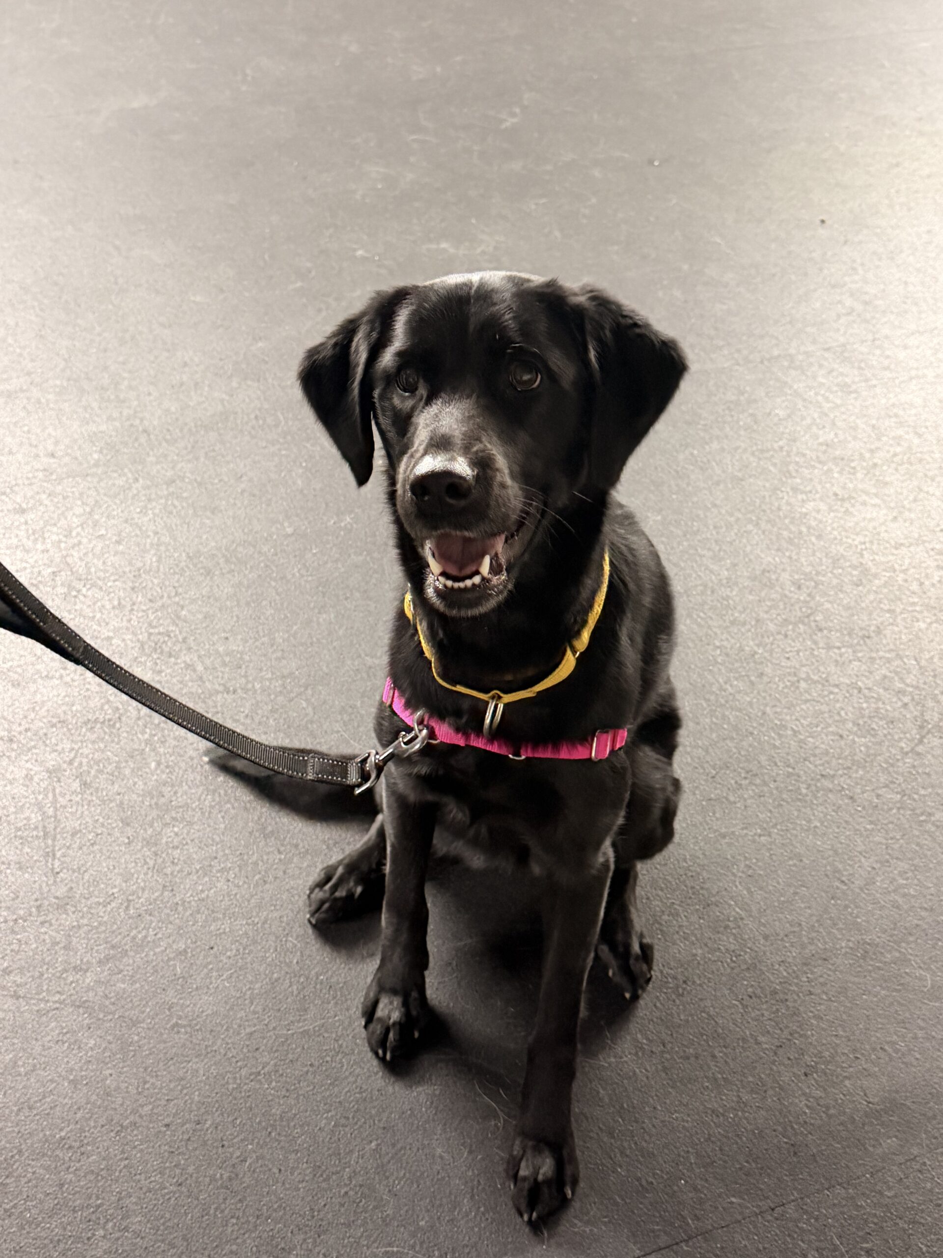 Coco- second sponsor year still needed